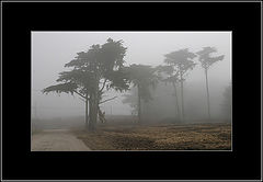 photo "Trees in the Fog"