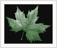 фото "The autumn began"