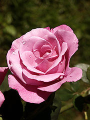 фото "a rose rose"