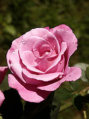 photo "a rose rose"