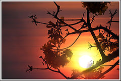 photo "Time of yellow Ipe"