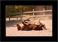photo "***"