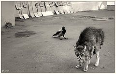 photo "Huntsman"