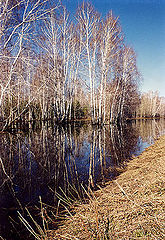 фото "Зеркало"