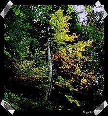 photo "Autumn"
