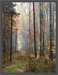photo "Autumn old glade"