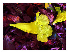 photo "Ipe flower"