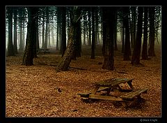 фото "The Forest"