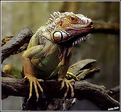 photo "iguanas"