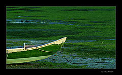 photo "Green Sea"