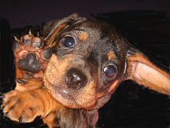 photo "DOG"