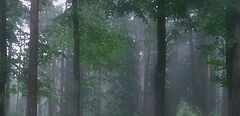photo "song of rain"