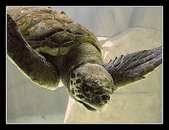 photo "Flying Turtle"