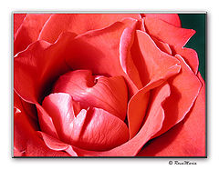 photo "inside the beauty"