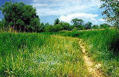 photo "Summer Track"