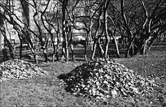 фото "Новосибирск, осень..*"