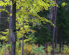 photo "landscape without birds"