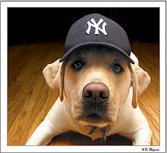 photo "Go Yankees"
