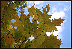 photo "October leaves"