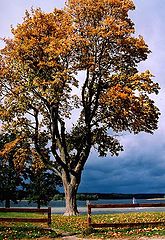фото "Autuumn in Lake"