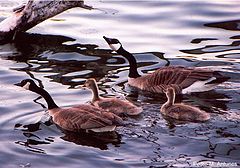 фото "Canadian gueese"