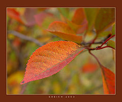 photo "Sweet autumn colours #1"