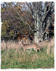 photo "The Doe"