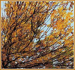 photo "autumn"