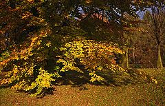 photo "Forest"