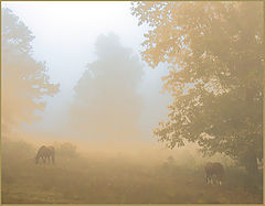 фото "Pastel Peace"