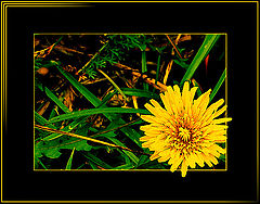 photo "October dandelion"