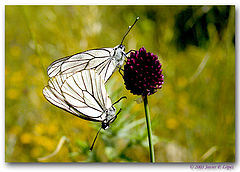 фото "`Fallen` in love"