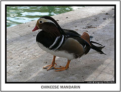фото "Chineese mandarin"