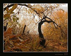 фото "_#_"