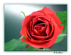 photo "Red Beauty"