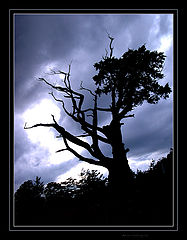 фото "spooky tree"