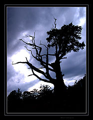 photo "spooky tree"