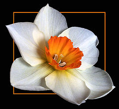 фото "Just a flower"