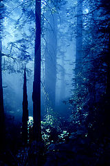 фото "Oregon Forest"