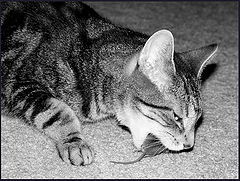 фото "Pest Control"