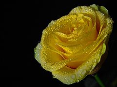 photo "For Malgosia"
