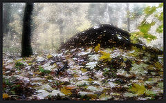 photo "dormant"