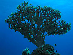 photo "And under water trees grow"