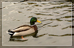 photo "Duck tails"