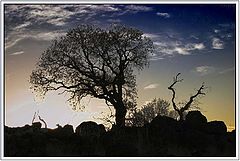 photo "Silhouettes"