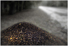 photo "life"