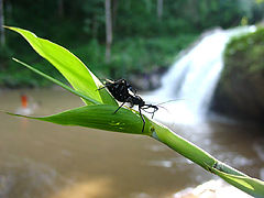 photo "enjoy waterfall!!"