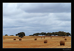 photo "The harvest"