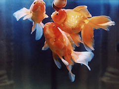 photo "Untitled photo"