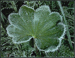 фото "Second morning frost :)"